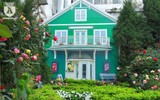 Hàng nghìn bông hoa hồng Bulgaria khoe sắc ở Công viên nước Hồ Tây